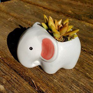 Elephant Animal Planter with Succulent, Ceramic